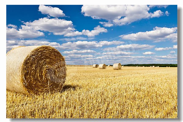 燃?xì)忮仩t采用濕背式爐體結(jié)構(gòu)有什么優(yōu)勢(shì)？