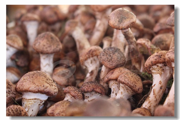 燃?xì)忮仩t如何進(jìn)行燃?xì)夥辣c檢漏？