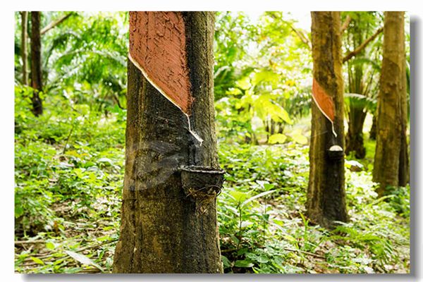 生物質(zhì)顆粒鍋爐多少錢？